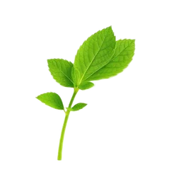 Folha de stevia