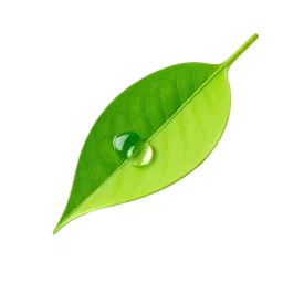 Folha verde